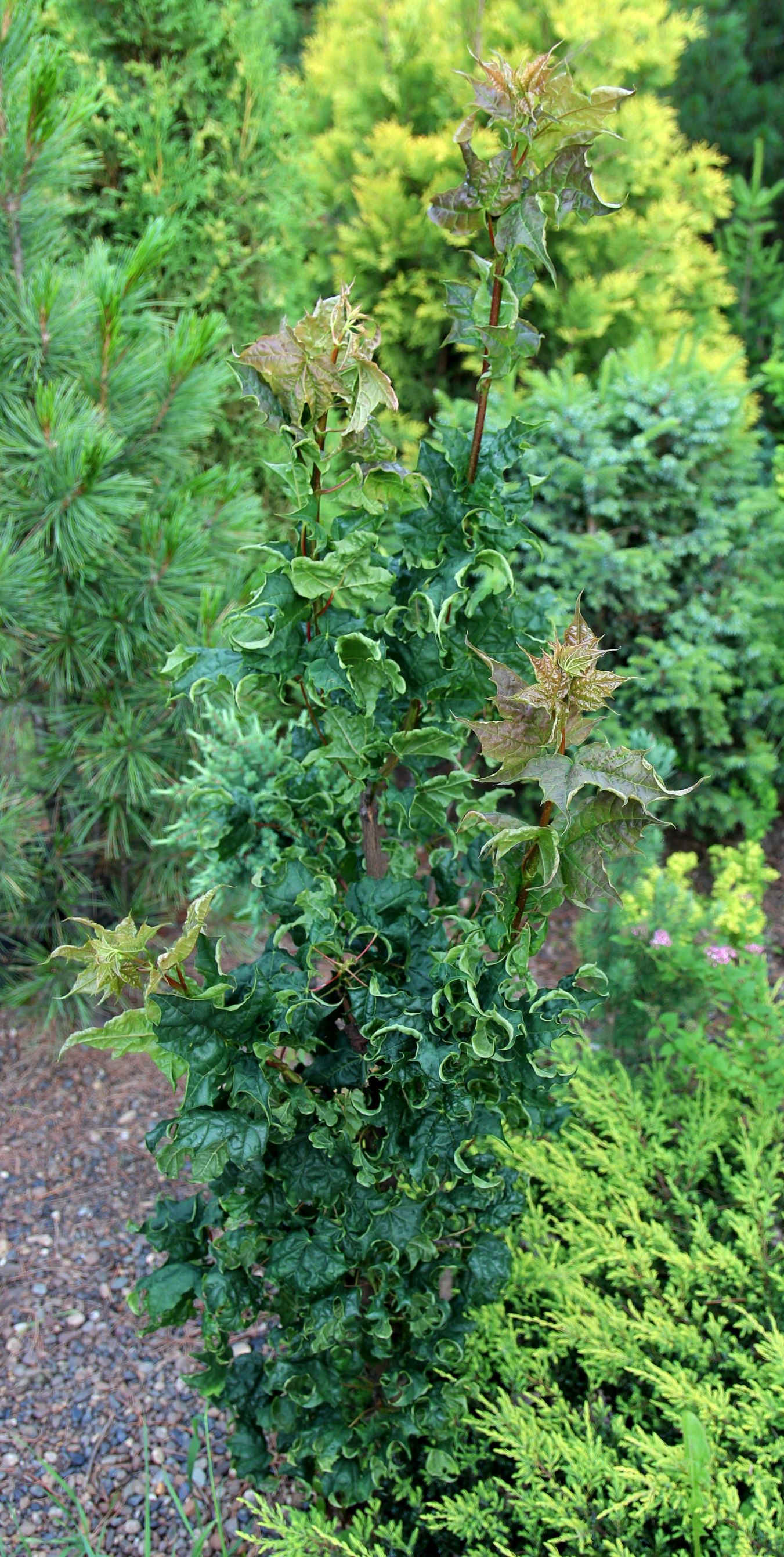 Клен остролистный (Acer platanoides) 'Beskid (Marylka)'. Фото Горошкевича С.Н.