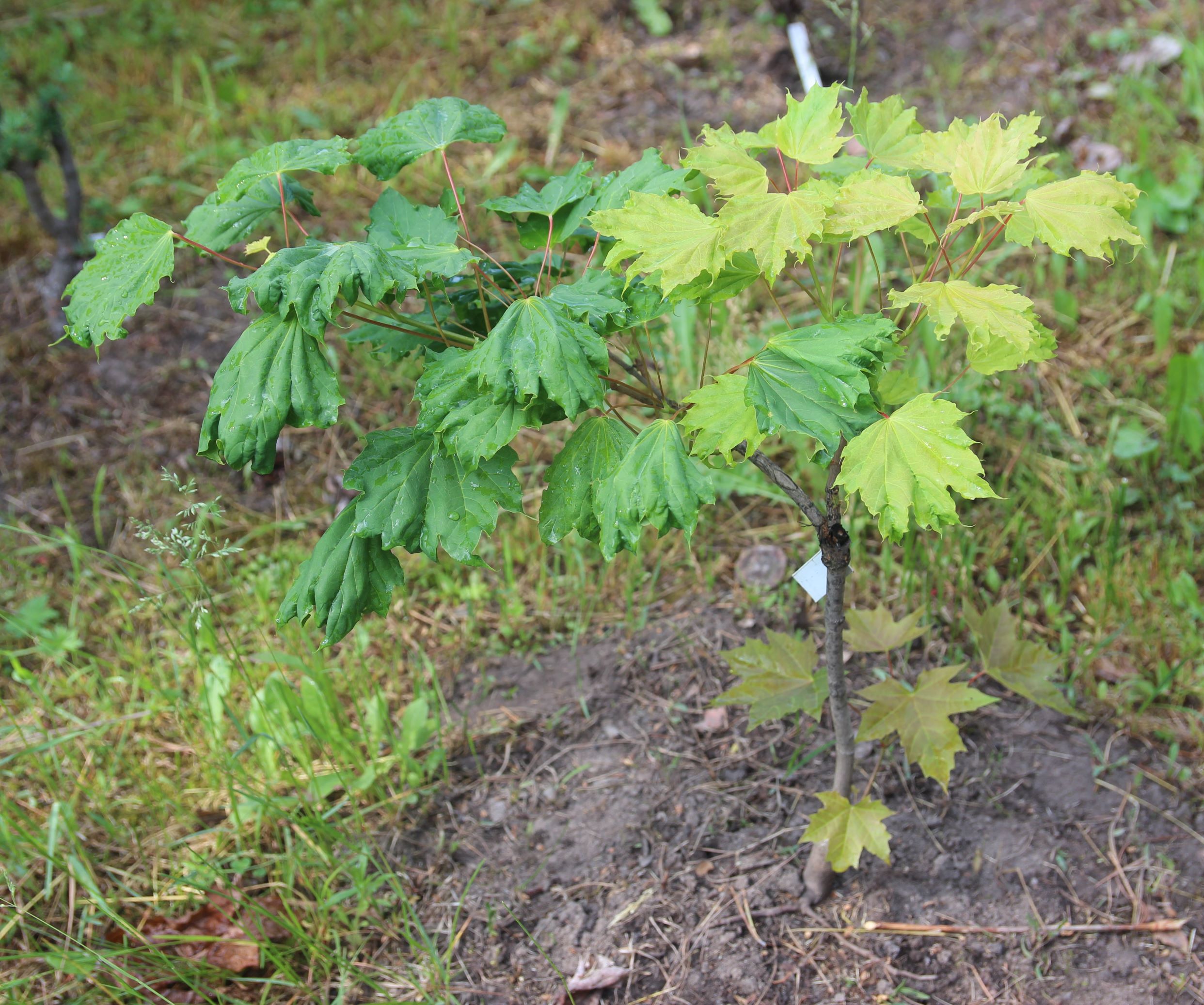 Клен остролистный 'Cuculatum' (Acer platanoides 'Cuculatum'). Фото Горошкевича С.Н.