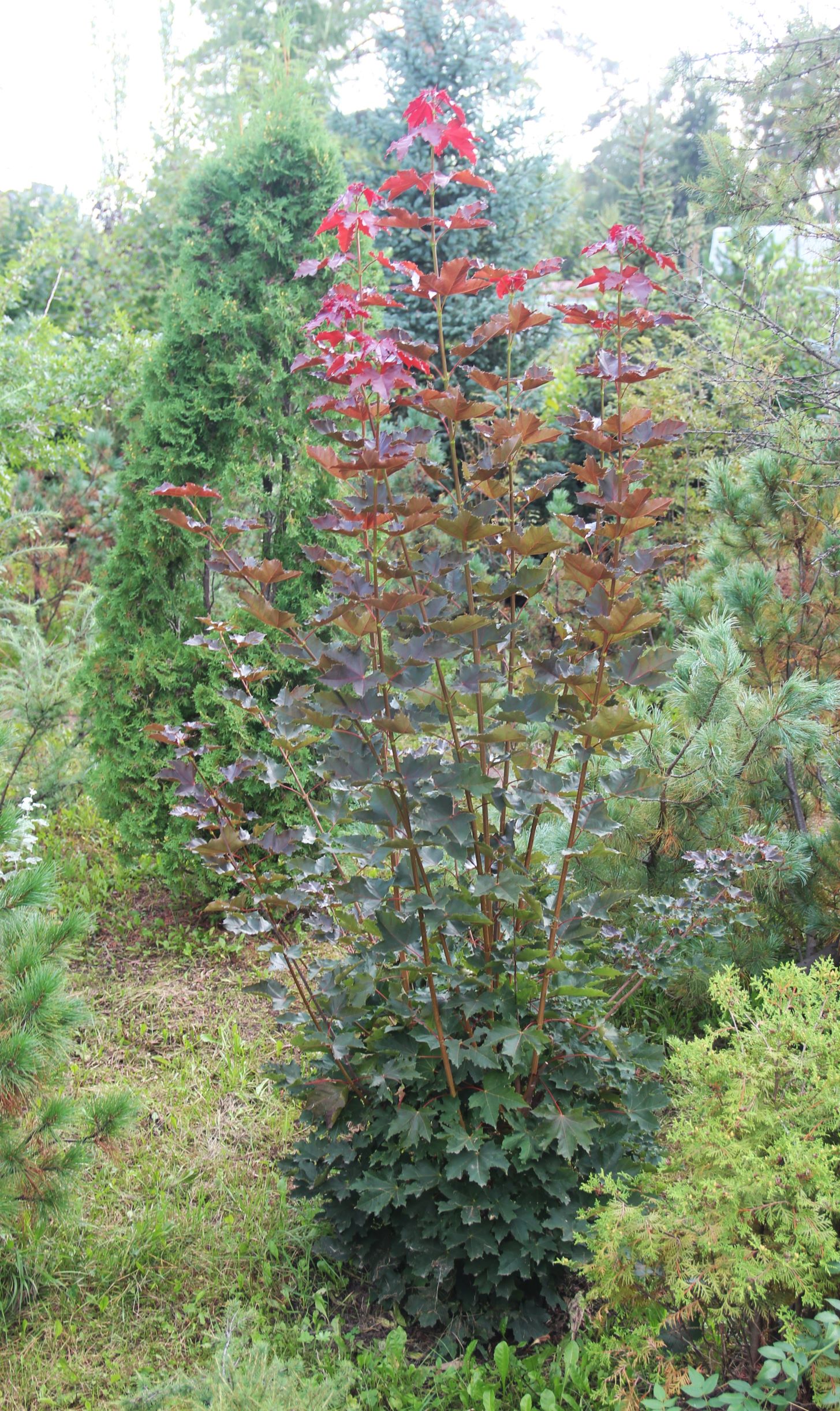 Клен остролистный (Acer platanoides) 'Deborah'. Фото Горошкевича С.Н.
