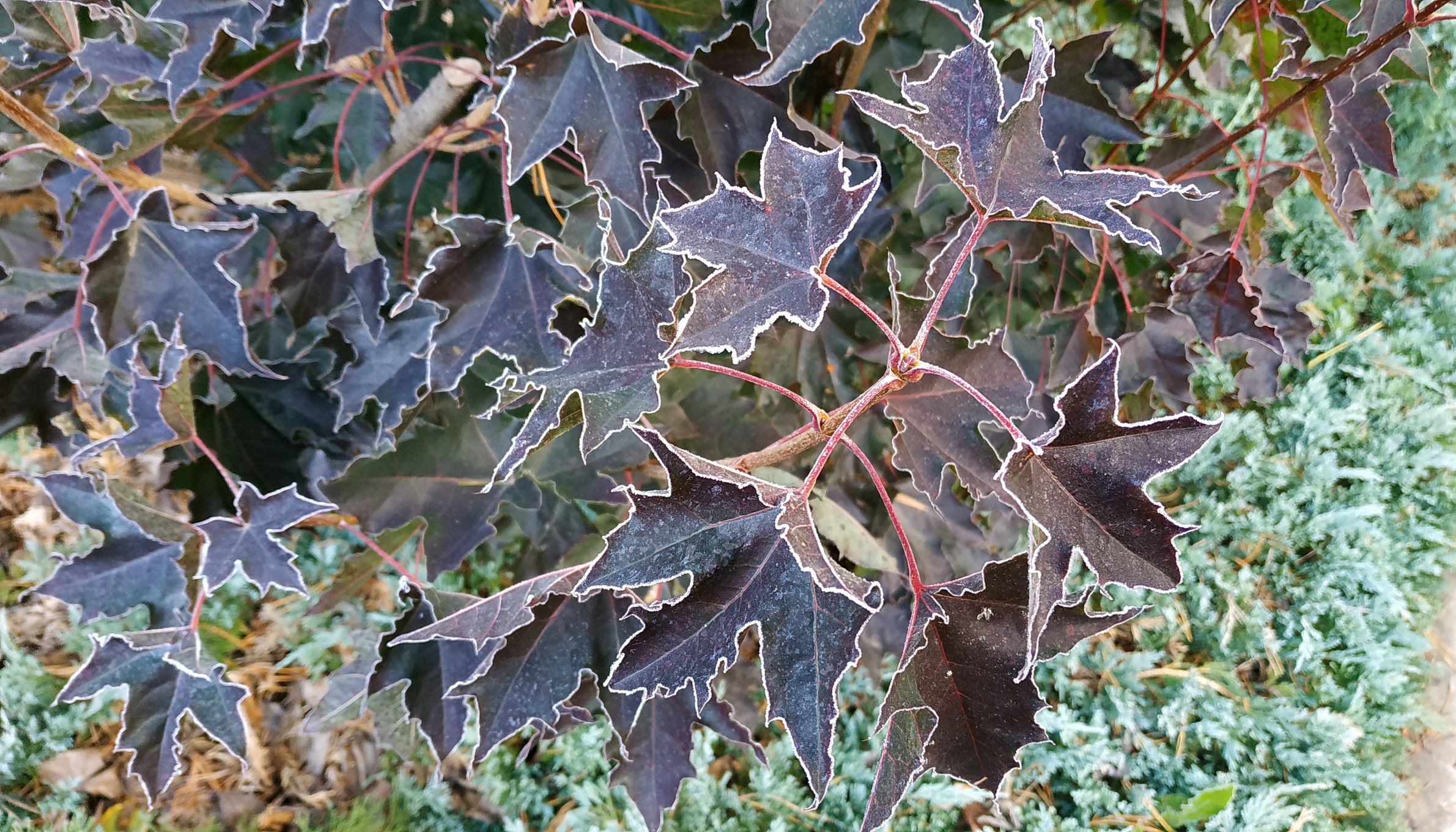 Клен остролистный (Acer platanoides) 'Faassen's Black'. Фото Горошкевича С.Н.