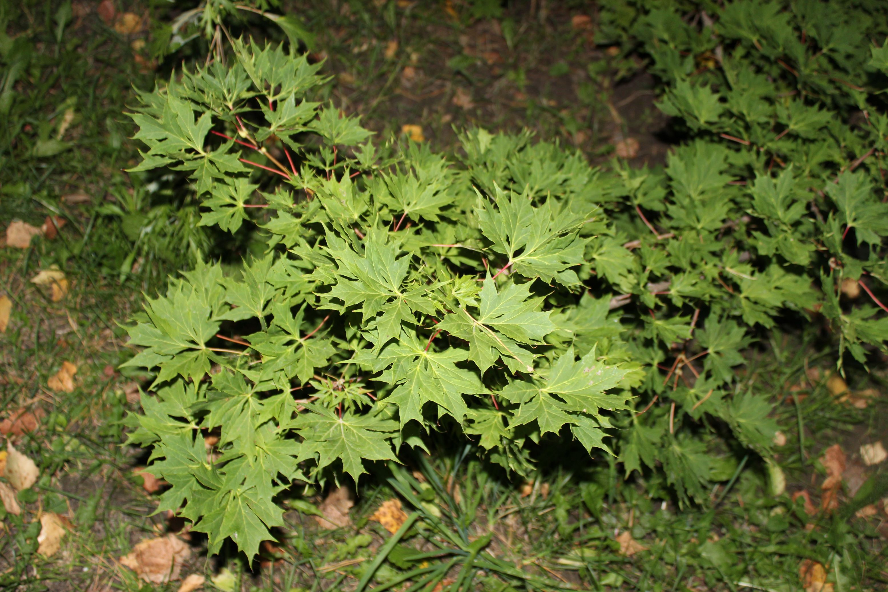 Клен остролистный (Acer platanoides) Palmatifidum (Lorbergii). Фото Горошкевича С.Н.