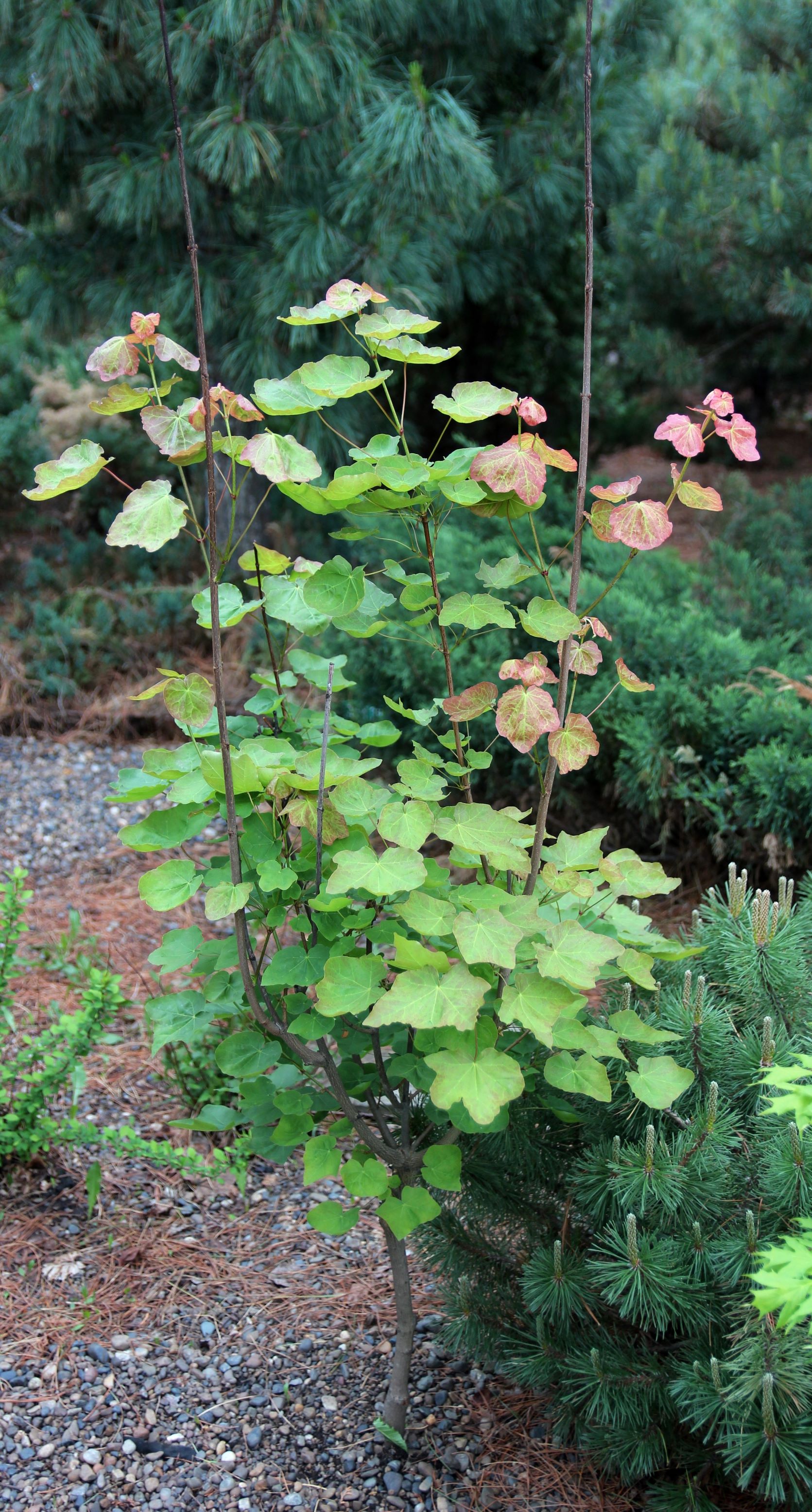 Клен остролистный (Acer platanoides) 'Tharandt'. Фото Горошкевича С.Н.
