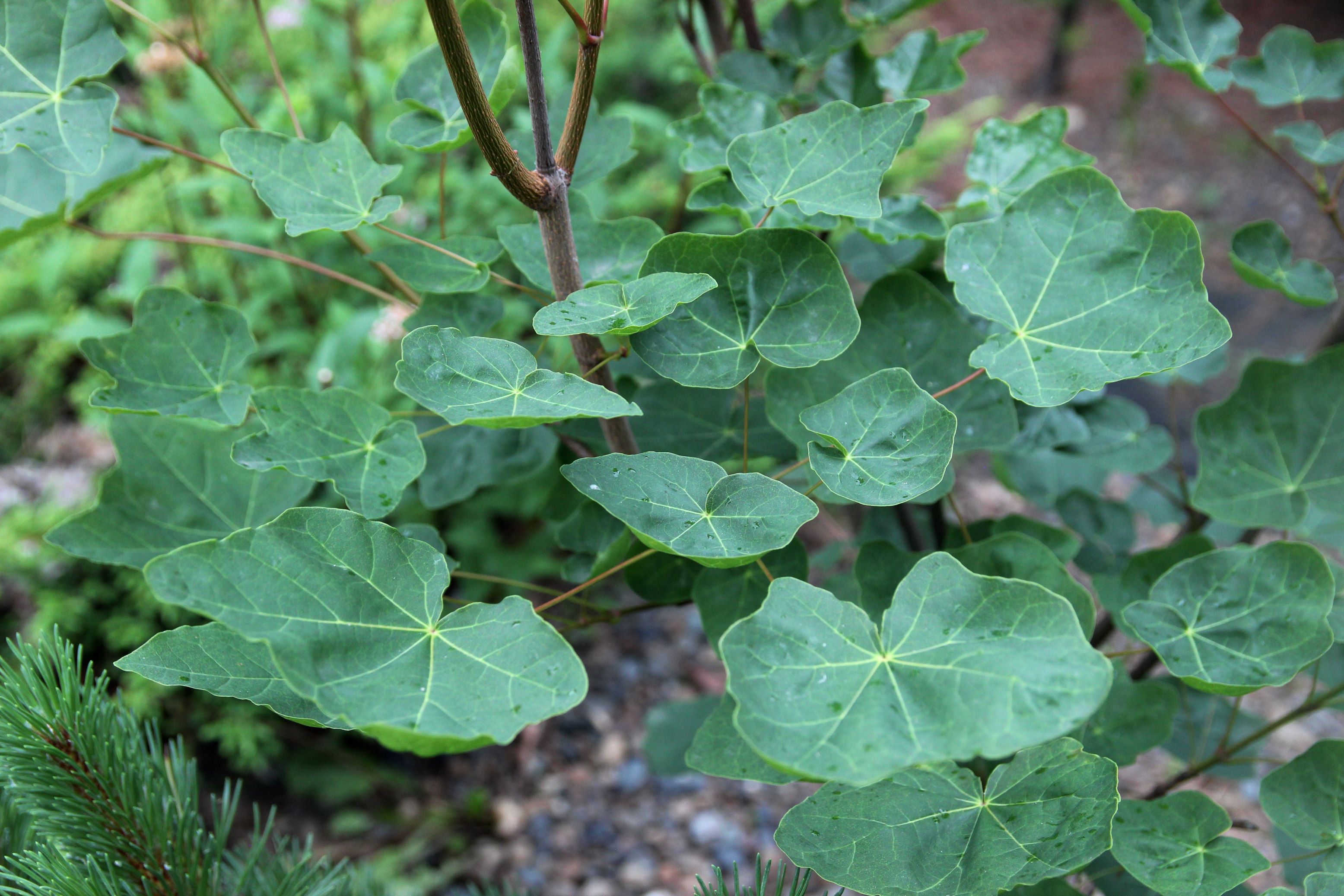 Клен остролистный (Acer platanoides) 'Tharandt'. Фото Горошкевича С.Н.