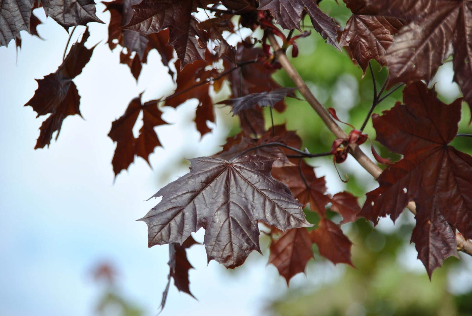 Клен остролистный (Acer platanoides) 'Crimson King'