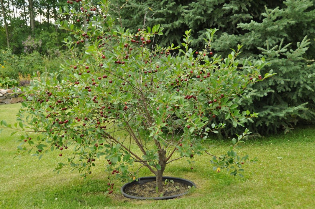 Черешня, вишня птичья (Prunus avium, Cerasus avium)