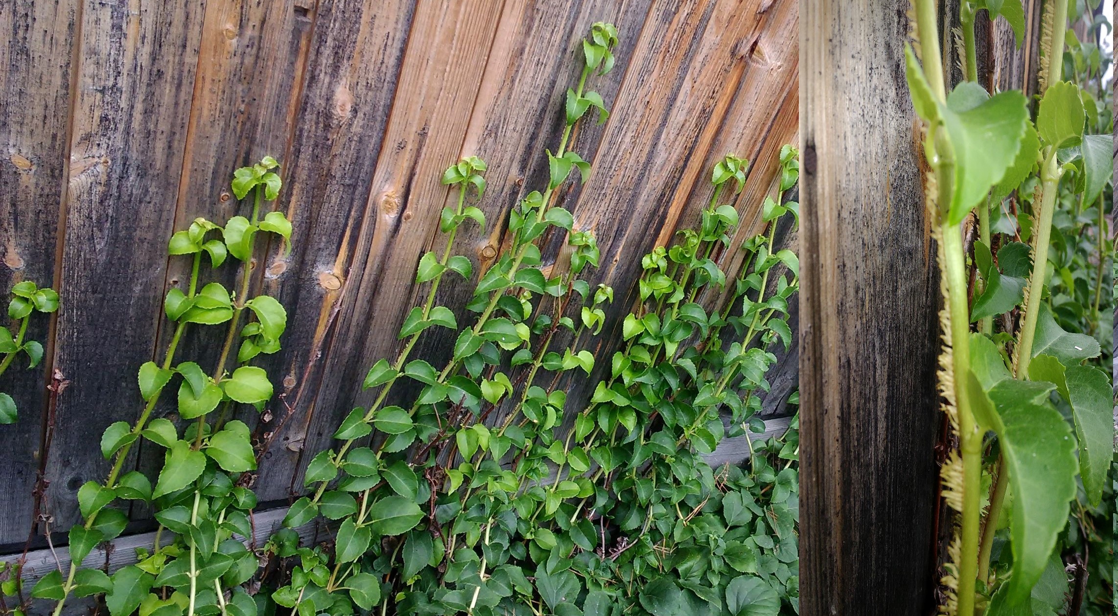 Гортензия черешковая, черешчатая (Hydrangea petiolaris (Siebold & Zucc.). Фото Горошкевича С.Н.