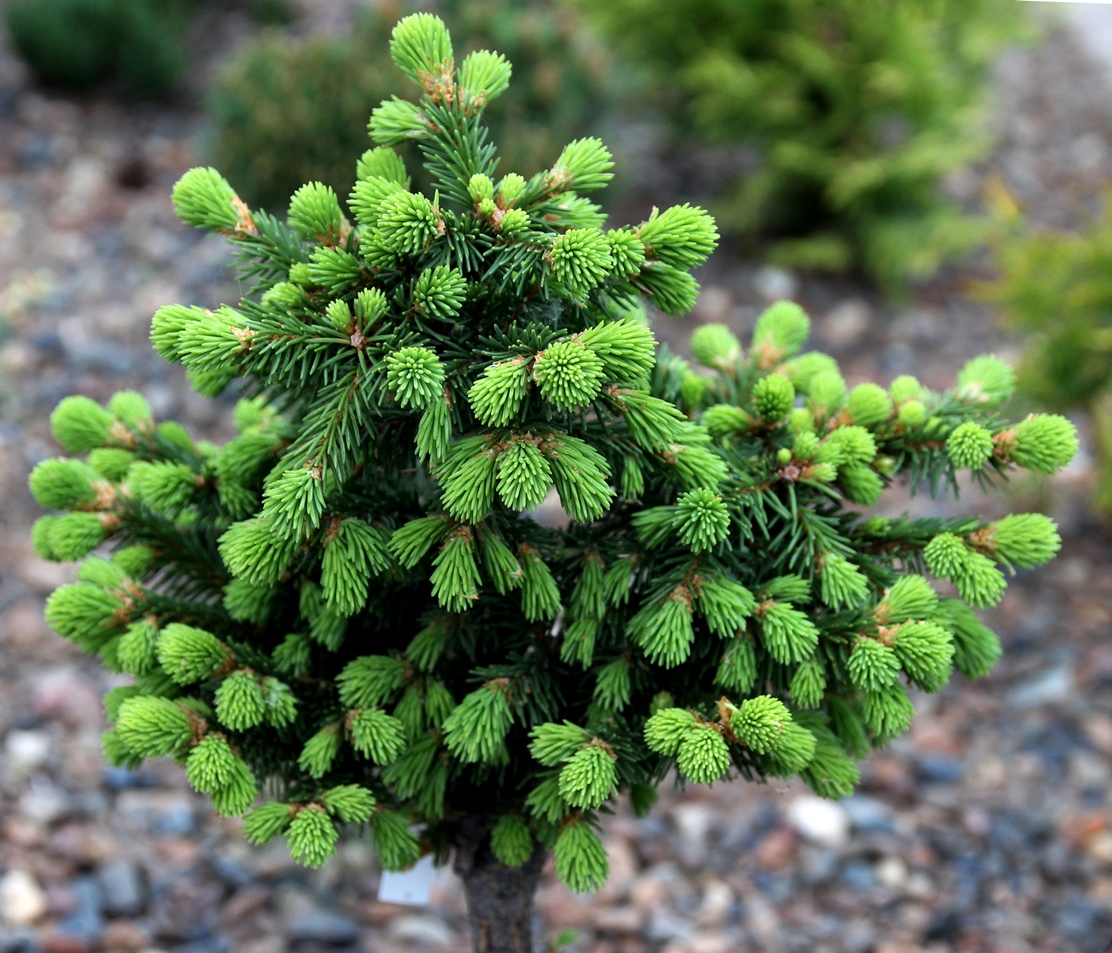 Picea abies 'Veksa', ель европейская Вёкса. Фото Горошкевича С.Н.