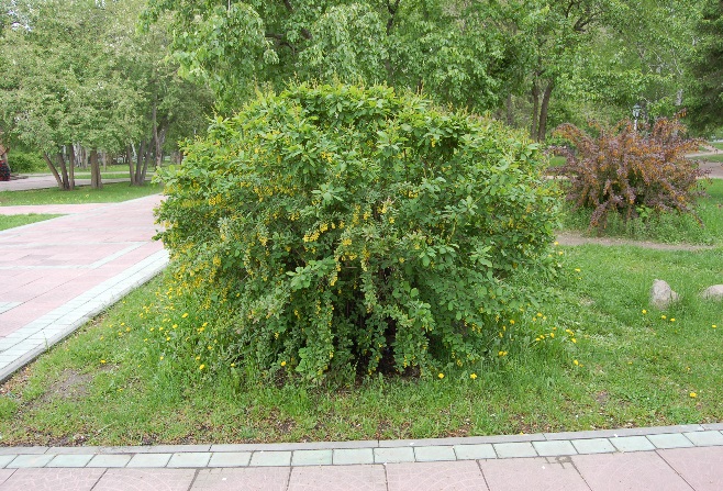 Барбарис обыкновенный (В. vulgaris). Фото из коллекции растений ЦСБС СО РАН