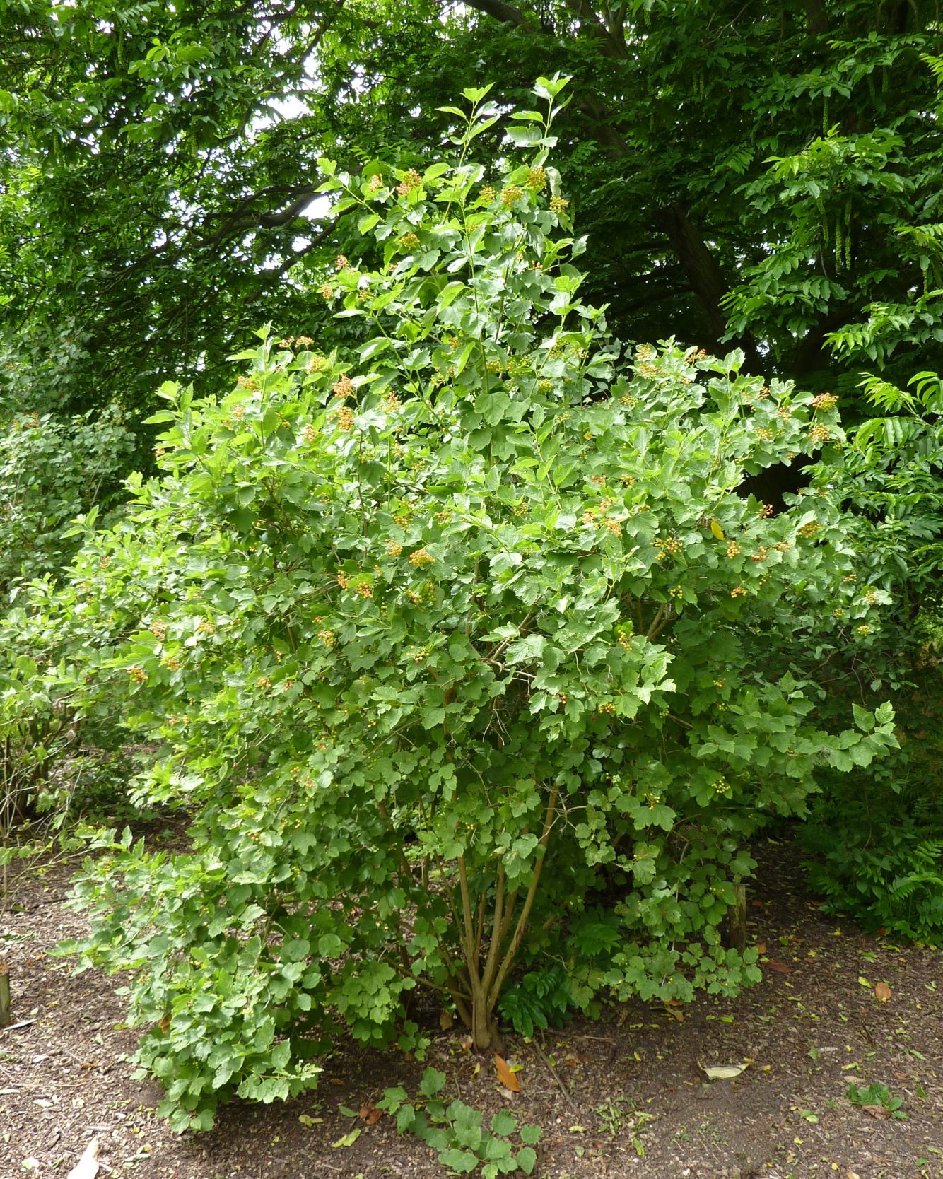 Калина Саржента (Viburnum Sargentii)