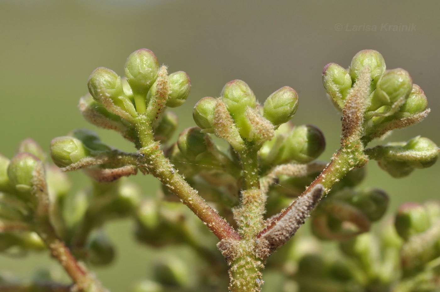 Калина буреинская, бурейская (Viburnum burejaeticum) 