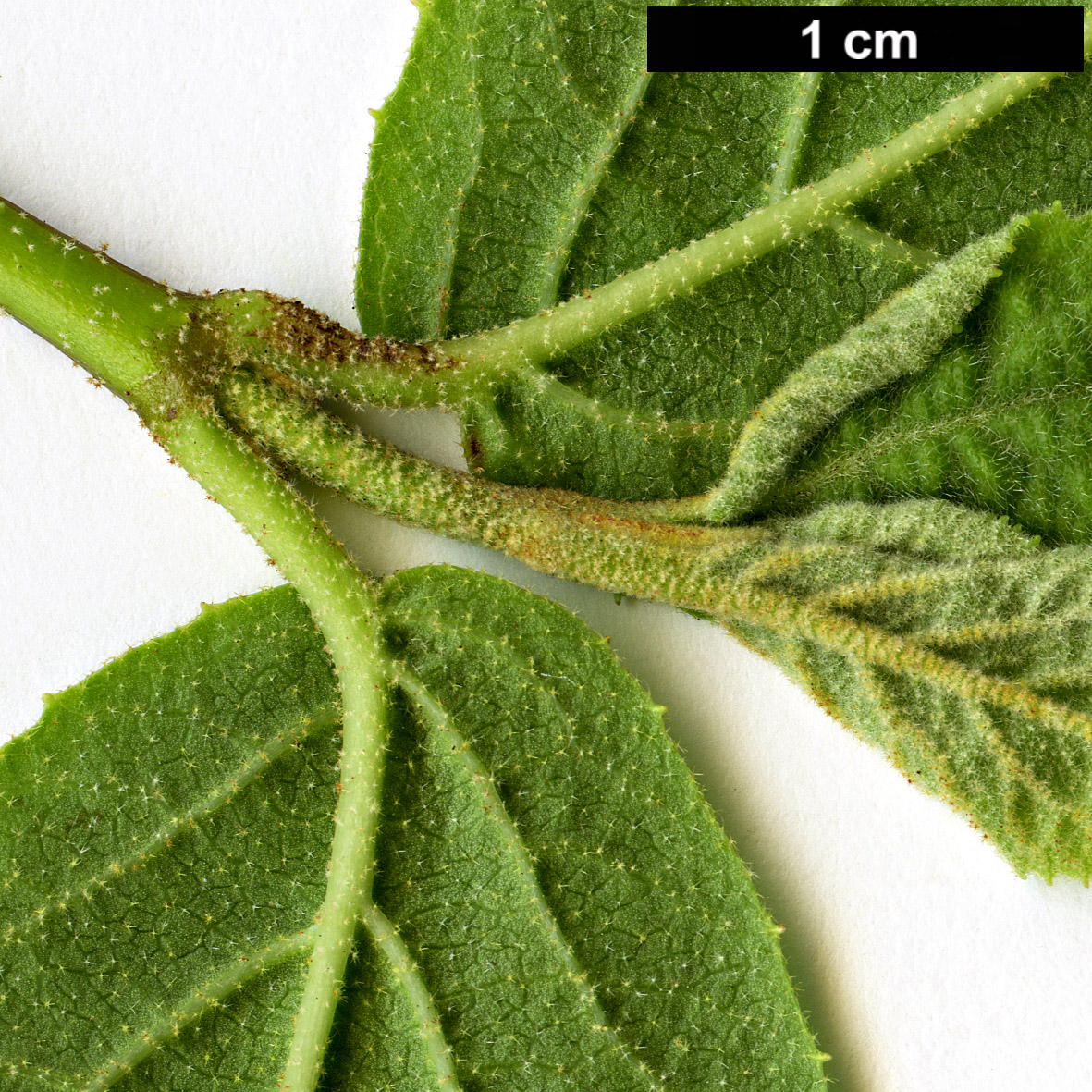 Калина буреинская, бурейская (Viburnum burejaeticum) 