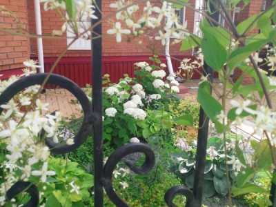 Растения с белыми цветами будут «подсвечивать» теневой участок