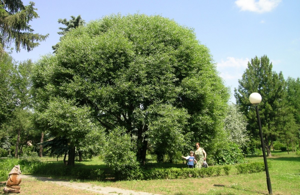 Характерным признаком очень дорогого и очень богатого сада является топиар: красиво подстриженные деревья и кустарники. По-простому подстричь небольшой кустик, например, в форме шара, не так уж сложно. А вот сделать и поддерживать реальный шар из большого 5-7-10-метрового дерева в обычных условиях и с обычным бюджетом просто нереально. Как тут быть? У нас есть отличное решение – Salix fragilis Bullata, ива ломкая шаровидная. Это она в парке сибирского города Омска.